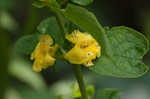 Mullein foxglove